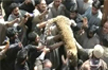 Leopard choked, paraded like trophy as Jammu and Kashmir villagers cheer